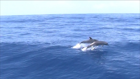 dauphins-bateau-2.jpg